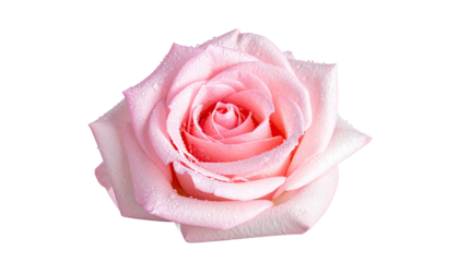 Close-up of a single, delicate, light pink rose
