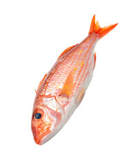 Fresh, whole, pink fish, angled view