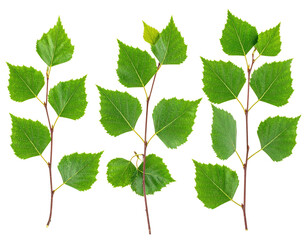 Close-up of several birch tree branches with vibrant green leaves.  Dark stems contrast with the fresh foliage.  Isolated on black background