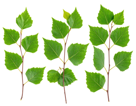 Close-up of several birch tree branches with vibrant green leaves.  Dark stems contrast with the fresh foliage.  Isolated on black background
