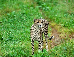 cheetah in the grass
