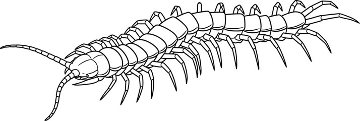 Centipede illustration with many legs on a white background