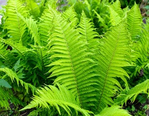 Close-up Shot of Lush Green Fern Foliage Outdoors