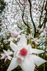 Magnolia 'Heaven Scent'