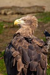 Confident and victorious white-tailed eagle.