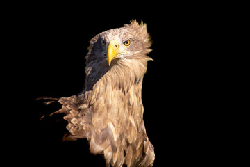 Conversation and eye contact with a confident and victorious white-tailed eagle.