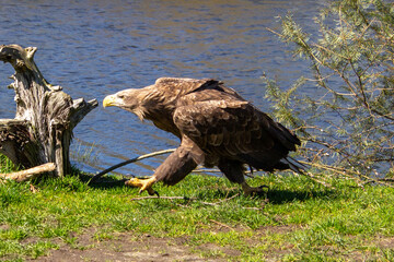 White tailed eagle marching like a soldier, foraging for food.