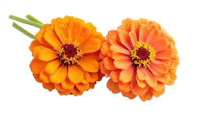 Close-up of two vibrant zinnia flowers.  A pair of  orange and peach zinnia blooms, in a  flat-lay.  Detailed petals.  Isolated against black