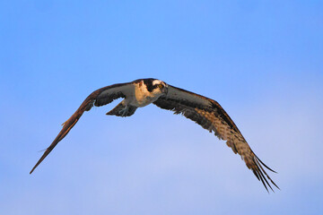 Osprey flying over ocean in search of prey. 