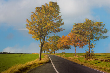 Stra&szlig;e mit B&auml;umen im Herbst