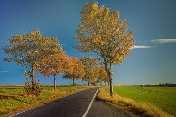Stra&szlig;e mit B&auml;umen im Herbst Landschaft
