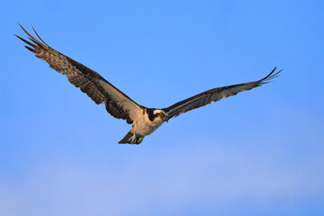 Osprey flying over ocean in search of prey. 