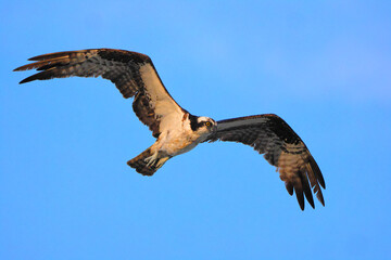 Osprey inflight against blue sky hunting prey. 