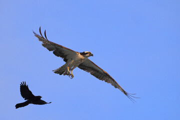 Osprey inflight against blue sky hunting prey. 