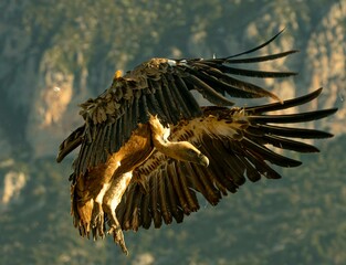 eagle in flight