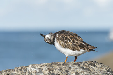 A Ruddy turnstone in its natural environment on the beach
