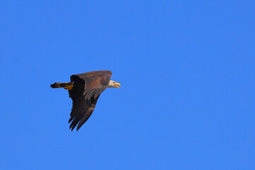 American bald eagle inflight in blue sky clutching fish. 