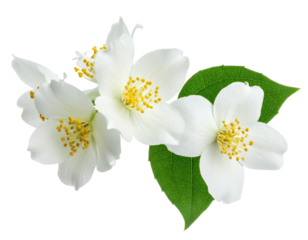Close-up of three delicate white jasmine flowers with green leaves on a black background.  Soft focus, showcasing intricate details of the petals and stamens