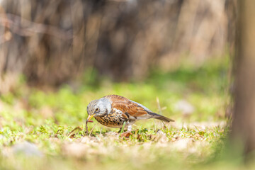 Wood bird Fieldfare, Turdus pilaris, on a sprng lawn.