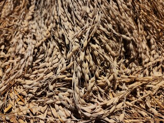 Texture and pattern of a unmilled paddy rice grain