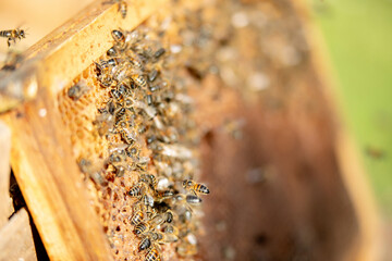 Apiculture - Abeille mellifère léchant du miel dans les alvéoles en cire d'un cadre de  ruche
