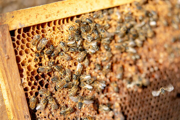 Apiculture - Abeille mellifère léchant du miel dans les alvéoles en cire d'un cadre de  ruche