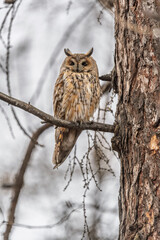 Long-eared owl (Asio otus), looking forward with wide opened eyes