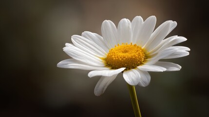 Obraz premium Close up of beautiful white daisy flower with yellow center on blurred background