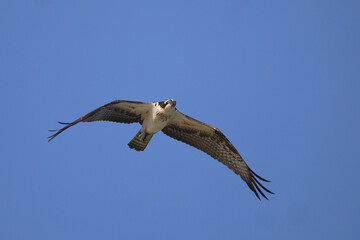 Osprey inflight against blue sky hunting prey. 
