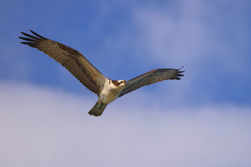 Osprey inflight against blue sky hunting prey. 