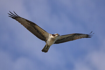 Osprey inflight against blue sky hunting prey. 