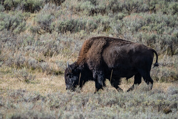 The American bison, American buffalo, or simply buffalo. Hayden Valley at Trout Creek,  Yellowstone National Park, Wyoming. 
