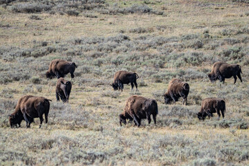 Fototapeta premium The American bison, American buffalo, or simply buffalo. Hayden Valley at Trout Creek, Yellowstone National Park, Wyoming. 