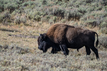 The American bison, American buffalo, or simply buffalo. Hayden Valley at Trout Creek,  Yellowstone National Park, Wyoming. 
