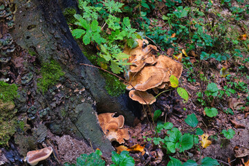 Wild mushrooms growing on tree trunk in autumn forest with green moss and leaves