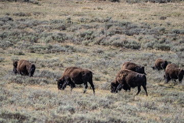 The American bison, American buffalo, or simply buffalo. Hayden Valley at Trout Creek,  Yellowstone National Park, Wyoming. 
