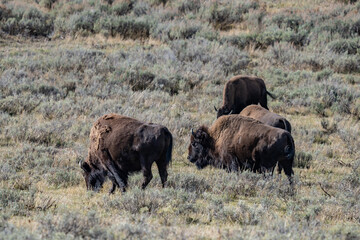 The American bison, American buffalo, or simply buffalo. Hayden Valley at Trout Creek,  Yellowstone National Park, Wyoming. 
