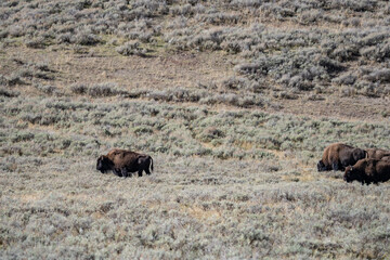 The American bison, American buffalo, or simply buffalo. Hayden Valley at Trout Creek,  Yellowstone National Park, Wyoming. 
