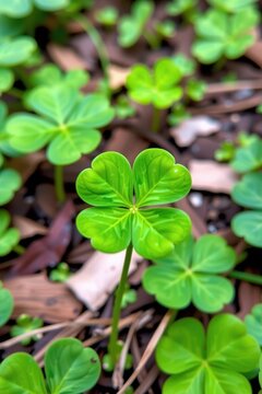 Close-up of a lucky four-leaf clover, vibrant green against a natural background. Symbol of good fortune and nature's serendipitous gifts, nature, lucky