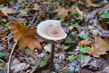 Wild forest mushroom growing on autumn woodland ground among dry leaves and moss