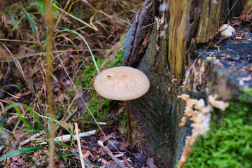 Yellow forest mushroom standing tall on mossy woodland ground during autumn season
