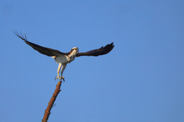 Obraz premium Osprey inflight against blue sky hunting prey. 