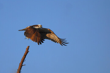 Osprey inflight against blue sky hunting prey. 