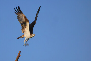 Osprey inflight against blue sky hunting prey. 