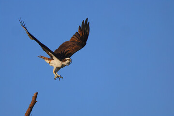 Osprey inflight against blue sky hunting prey. 