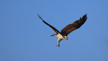Osprey inflight against blue sky hunting prey. 