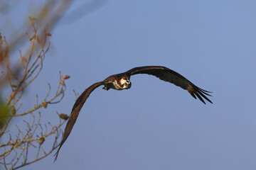 Osprey inflight against blue sky hunting prey. 