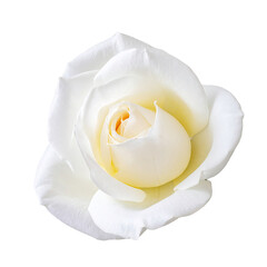 Close-up of a single, pristine white rose (3)