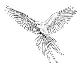 Obraz premium Graphite animal sketch, parrot, macaw, no background, PNG