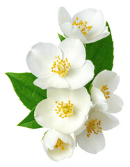 Obraz premium Close-up of jasmine flowers and leaves (2)